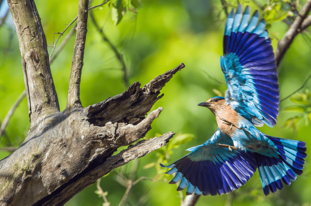 Koshi Tappu Bird Watching and Safari Tour - 2 Nights 3 Days